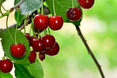 Olgun kirazlı ağaç açık havada büyüyor, yaz konsepti, yakın görüş  