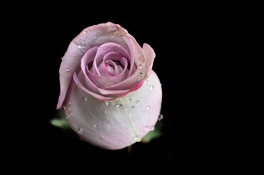 Koyu arkaplanda güzel bir gül, yaz konsepti, yakın görüş  