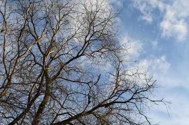 Mavi bahar gökyüzünün arka planındaki güzel çıplak ağaçların resimsel manzarası 
