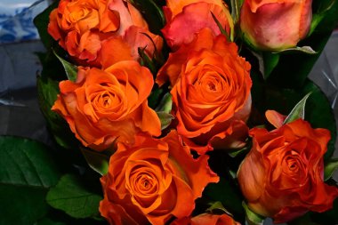 Koyu arkaplanda güzel güller, yaz konsepti, yakın manzara  