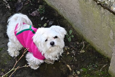 Tatlı köpek yaz günü dışarıda eğleniyor.