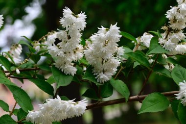 Güneşli yaz gününde bahçede yetişen güzel çiçekler. 