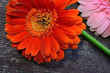 Tahta arka planda güzel Gerbera çiçekleri, yaz konsepti, yakın görüş  