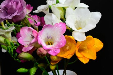 Karanlık arka planda çiçek açan muhteşem çiçeklere yakın.