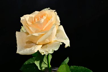 Koyu arkaplanda güzel bir gül, yaz konsepti, yakın görüş  