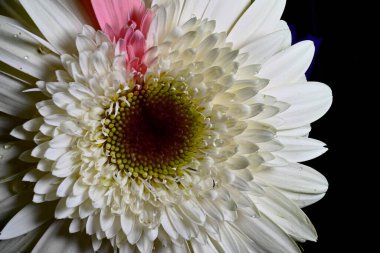 Gerber çiçeği siyah arkaplanda