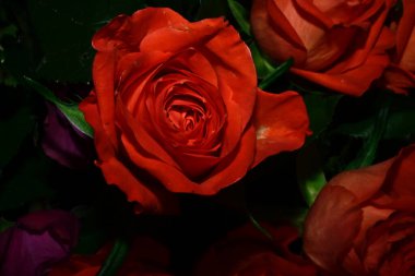 Siyah arka planda izole edilmiş şaşırtıcı yumuşak çiçekler.