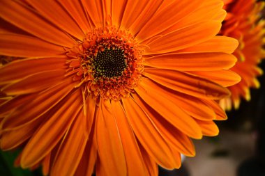 Bulanık arkaplanda gerber çiçekleri