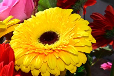 Güneşli yaz gününde, güzel Gerbera çiçekleri, yakın manzara. 