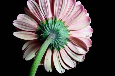 Gerber çiçeği siyah arkaplanda