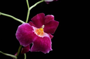 Siyah arka planda yumuşak çiçekler. Kapat..