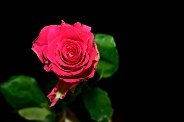 Koyu arkaplanda güzel bir gül, yaz konsepti, yakın görüş  