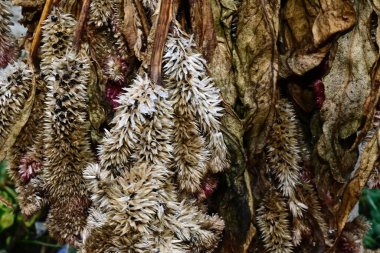 Koyu arkaplanda kurumuş güzel çiçekler, yakın görüş.  