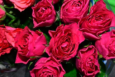 Koyu arkaplanda güzel güller, yaz konsepti, yakın manzara  