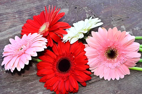 Schöne Gerbera Blumen Auf Holzgrund Sommerkonzept Nahsicht — Stockfoto