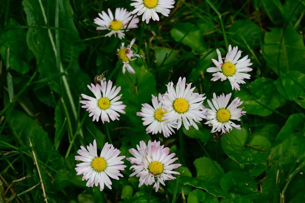 夏の晴れた日に庭で育つ美しい花 — ストック写真