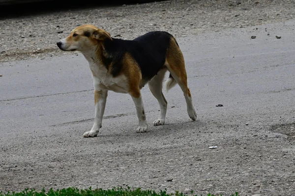 Drăguț Câine Având Distracție Aer Liber Ziua Vară — Fotografie, imagine de stoc