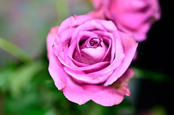 Hermosa Flor Rosa Sobre Fondo Borroso Concepto Verano Vista Cercana — Foto de Stock
