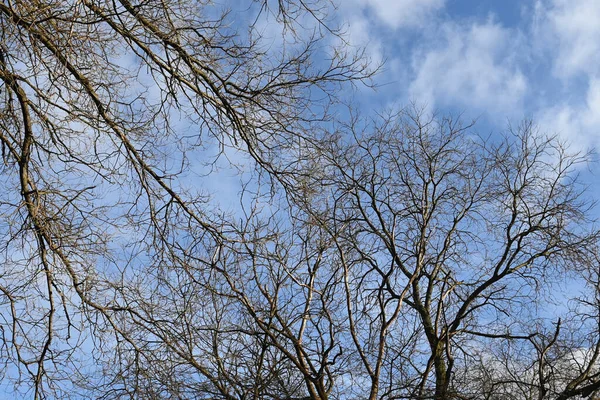 Schilderachtig Uitzicht Prachtige Kale Bomen Achtergrond Van Blauwe Lentehemel — Stockfoto