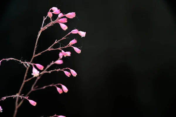 Beautiful Flowers Dark Background Summer Concept Close View — Stock Photo, Image