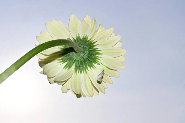 Красивый Цветок Герберы Фоне Неба Летняя Концепция Близкий Вид — стоковое фото