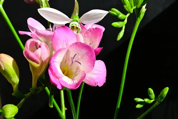 Close Flores Incríveis Florescer Fundo Escuro — Fotografia de Stock