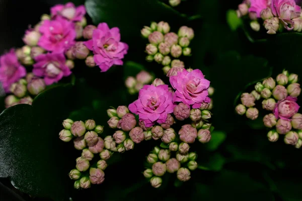 Beautiful Flowers Growing Garden Summer Sunny Day — Stock Photo, Image