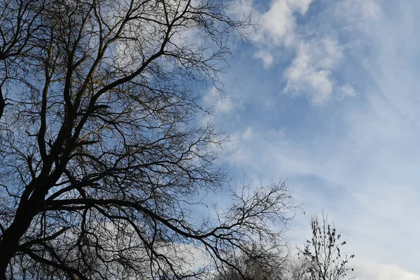 Schilderachtig Uitzicht Prachtige Kale Bomen Achtergrond Van Blauwe Lentehemel — Stockfoto