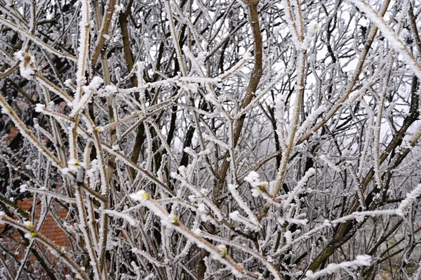 frozen plants in the park