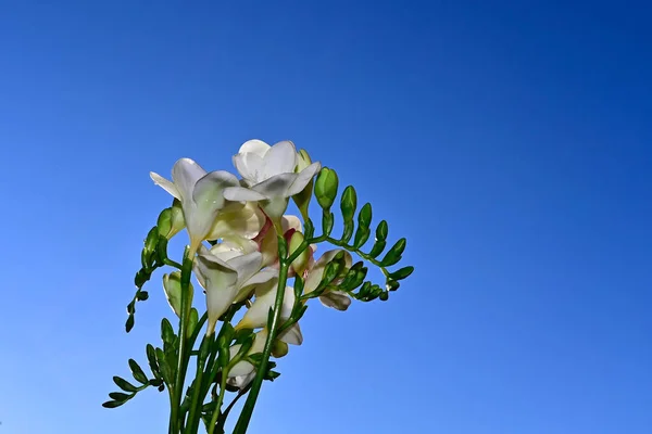 Hermoso Ramo Flores Sobre Fondo Azul Cielo —  Fotos de Stock