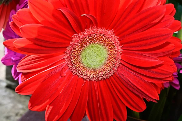 Piękny Gerbera Rośnie Ogrodzie Letni Słoneczny Dzień — Zdjęcie stockowe