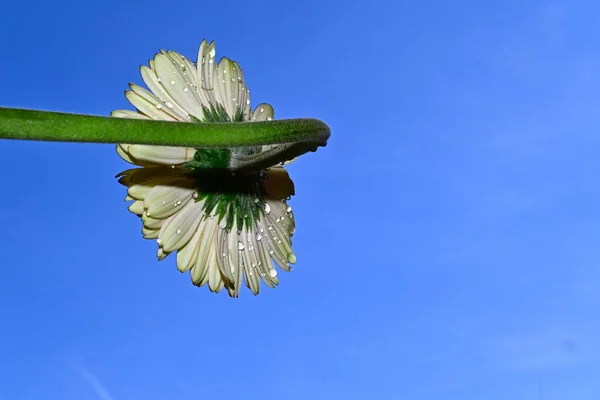 青い空の背景に咲く素晴らしいデイジーの花の終わり — ストック写真