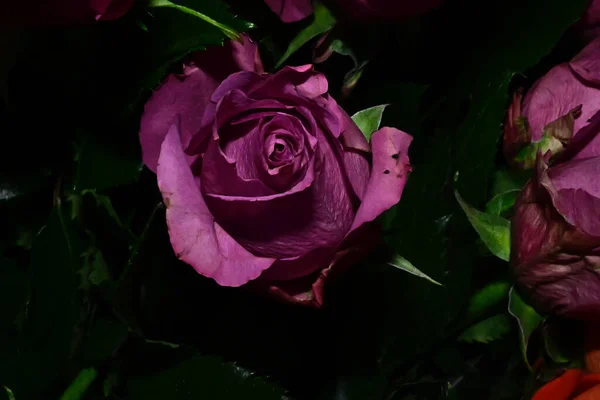 Incroyables Fleurs Tendres Isolées Sur Fond Noir — Photo