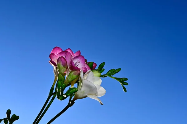 Buchet Frumos Flori Fundal Albastru Cer — Fotografie, imagine de stoc