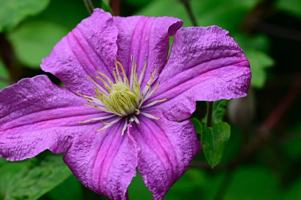 Beautiful Flowers Garden — Stock Photo, Image