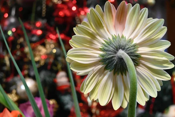 Gerber Bloemen Wazig Achtergrond — Stockfoto