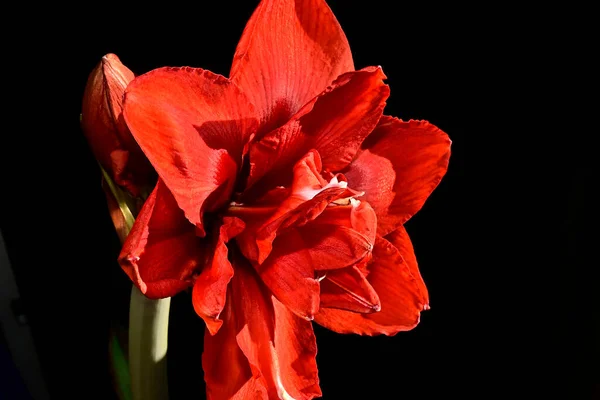 Mooie Rode Bloemen Donkere Achtergrond Zomerconcept Close View — Stockfoto
