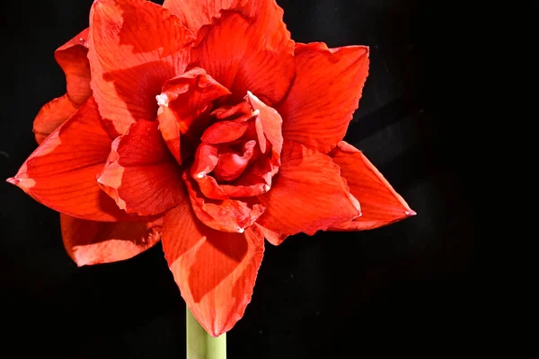 Tender Flowers Black Background Close — Stock Photo, Image