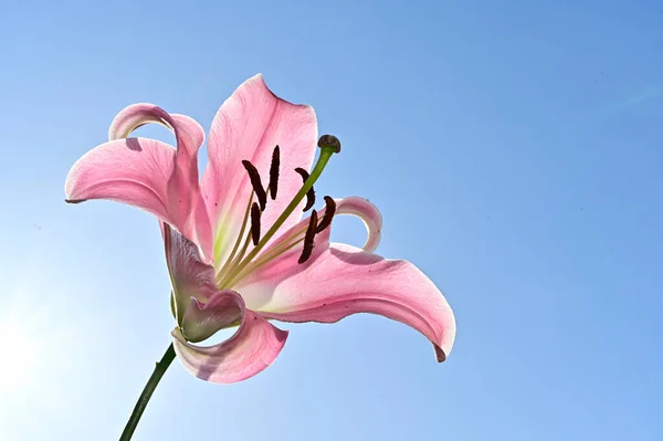 Beautiful Lily Flower Sky Background Summer Concept Close View — Stock Photo, Image