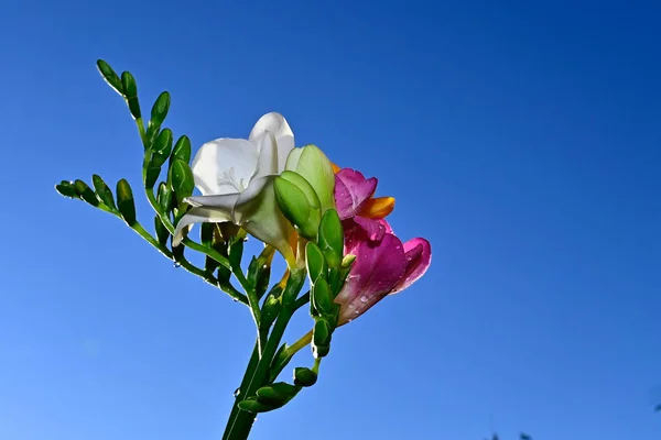 Vacker Bukett Blommor Blå Himmel Bakgrund — Stockfoto