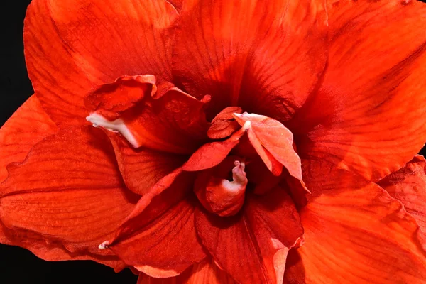 Zachte Bloemen Zwarte Achtergrond Close — Stockfoto