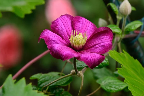 Hermoso Clematis Creciendo Jardín Verano Día Soleado — Foto de Stock