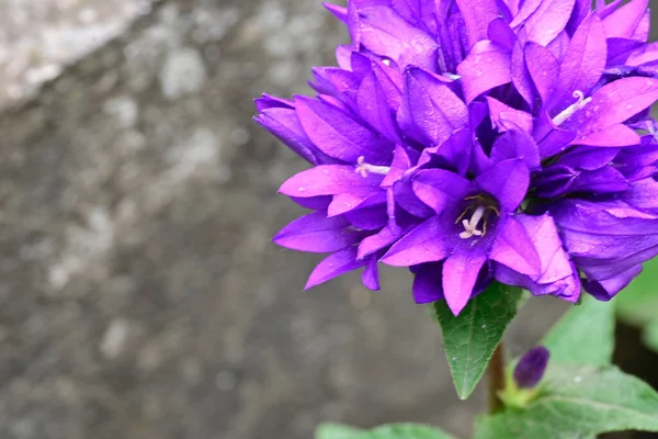 夏の晴れた日に庭で育つ美しい紫色の花 — ストック写真