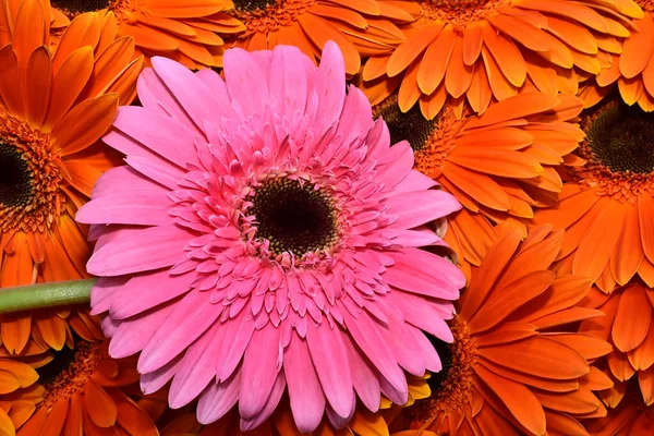 Букет Красивых Цветов Герберы Близкий Вид — стоковое фото