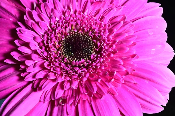 Gerber Flower Black Background — Stock Photo, Image