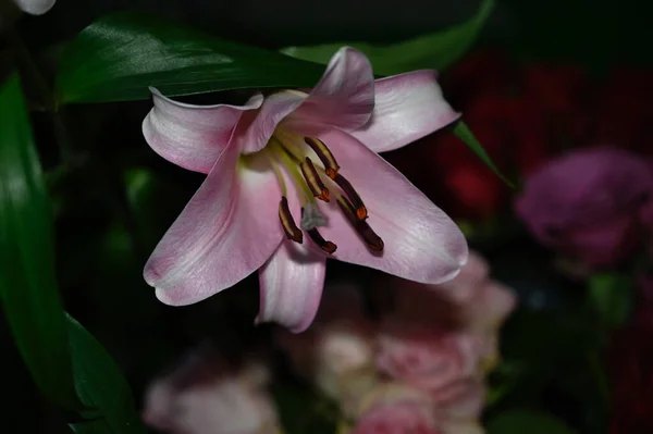 Beautiful Flowers Dark Background Summer Concept Close View — Stock Photo, Image