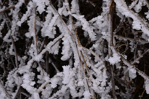 공원에 얼어붙은 나무들 — 스톡 사진