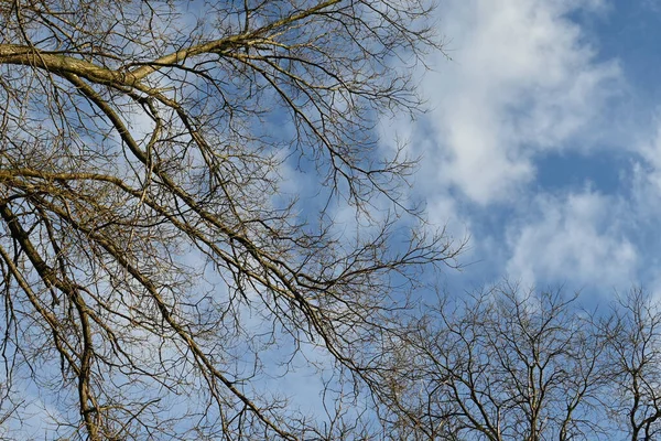 Schilderachtig Uitzicht Prachtige Kale Bomen Achtergrond Van Blauwe Lentehemel — Stockfoto