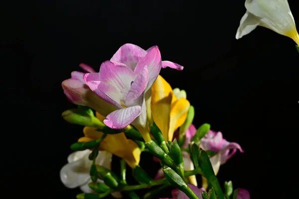 어두운 배경에 아름다운 꽃다발을 이루며 가까이 — 스톡 사진