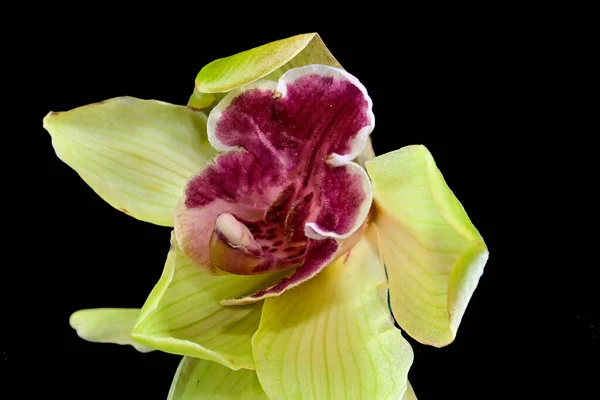 Flores Tenras Sobre Fundo Preto Perto — Fotografia de Stock